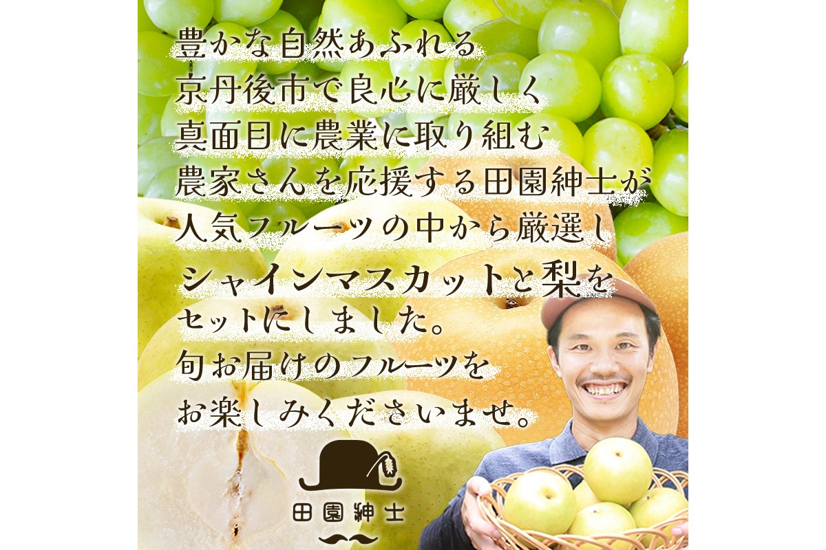 田園紳士厳選 シャインマスカット・梨セット 果物 フルーツ シャインマスカット 梨 セット 詰め合わせ ふるさと納税 シャインマスカット ふるさと納税 フルーツ セット　DE00142