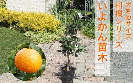 苗木 柑橘苗 大きめサイズ 伊予柑 1本 果物の苗木 苗木