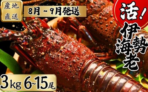 【8月上旬～9月下旬発送】【漁師直送／生】 伊勢海老 （３kg／６〜１５尾） 銚子港 水揚げ  魚介 海鮮 伊勢海老 伊勢エビ いせえび 海老 エビ 刺身 ボイル バーベキュー お祝い 高級 人気 新鮮 贈答 ギフト お取り寄せ グルメ 産地直送 濃厚 身 送料無料 ふるさと納税 千葉県銚子市 仲野水産