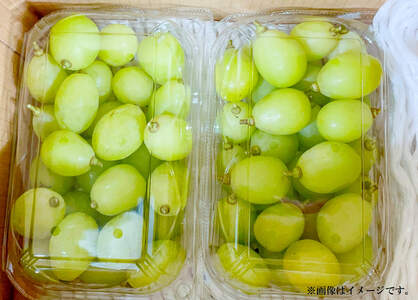 【先行予約】 シャインマスカット　350ｇ入り 2パック  ★8月下旬から発送★｜新着 人気 予約 フルーツ くだもの マスカット ぶどう ブドウ マスカット 愛媛 松山【FA0871】