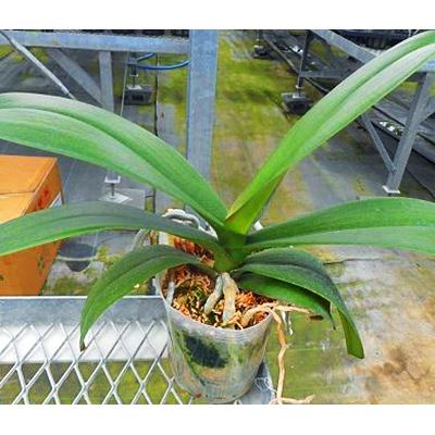 ふるさと納税 開成町 ★初めての方も!育てよう★胡蝶蘭の【苗×1株】 |  | 02