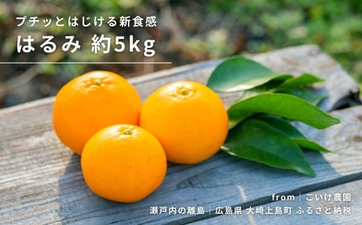 [予約] 1〜2月発送 大崎上島産 プチッとはじける新食感！『はるみ』約5kg