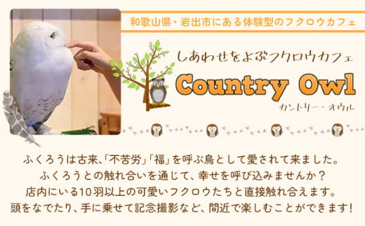 ふくろう触れ合い体験 (ドリンク スーベニア付き) カントリーオウル フクロウカフェ《30日以内に出荷予定(土日祝除く)》和歌山県 岩出市 ふくろう 体験 フクロウ ふれあい体験 チケット 送料無料
