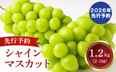 【2026年発送分 先行予約】 シャインマスカット 2～3房（約1.2kg） 8月中旬以降発送予定 フルーツ 山梨 シャイン マスカット くだもの 大粒 人気 厳選 ブドウ ぶどう 葡萄  富士川町 