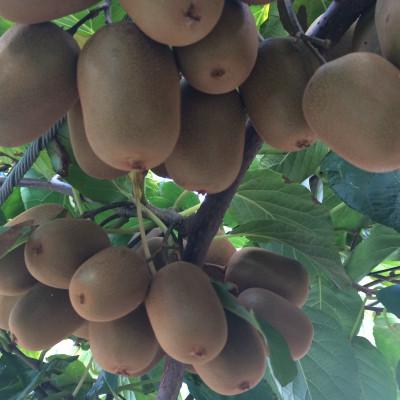 ふるさと納税 丸亀市 先行受付 さぬきキウイっこ 約1kg キウイフルーツ 香川県産 丸亀市 発送11月上旬から |  | 02