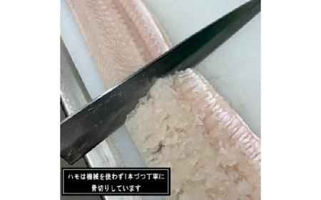 【先行予約】淡路島産活はも 丸ごと1本　5人前サイズ　酢味噌・梅肉付き　※2026年5月上旬より順次発送予定 / はも