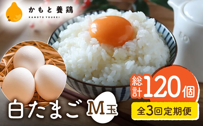 
【全3回定期便】【化粧箱入り】白たまご M玉 40個（37個＋3個割れ保証）【農事組合法人 鹿本養鶏組合】 [ZCA010] 贈答用 贈答 鶏卵 玉子 たまごかけご飯
