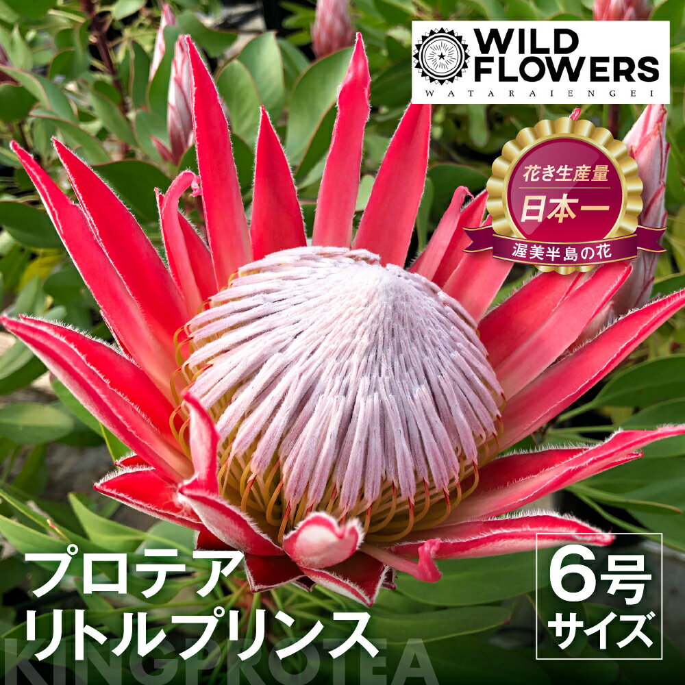 【ふるさと納税】プロテア リトルプリンス 6号サイズ 1鉢 ワタライ園芸 プロテア 観葉植物 花 鉢植え 鉢 温室 植物 グリーン ガーデニング 花 フラワー