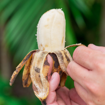 【2026年1月から順次発送】もっちもち食感のアップルバナナ1.5kg(10〜24本)【1578861】