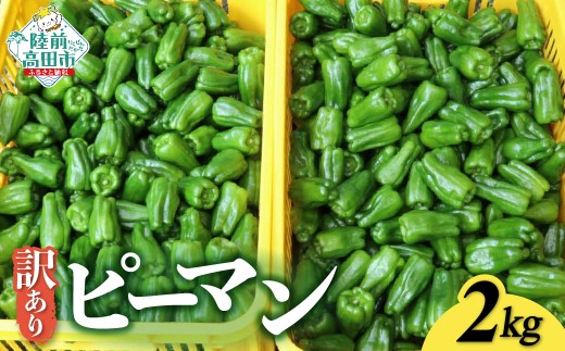 先行予約 訳あり 規格外 ピーマン 約2kg 【 不揃い 産地直送 新鮮 料理 野菜 大容量 岩手県 陸前高田市 Farm Koganeyama 】 RT2752