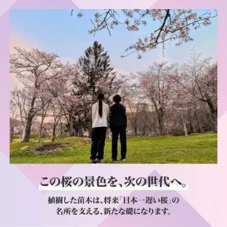 【返礼品なし】桜を雪害から復活させたい「日本一遅い桜まつり」応援寄附(1口1,000円)
