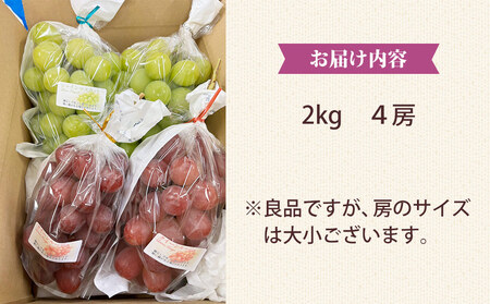 シャインマスカット＆クイーンルージュ各2房(R)　合計約2kg良品サイズ色々詰め合わせセット※2025年9月中旬～10月中旬頃発送予定 ※月曜、土曜日発送休み｜Ruga grape farm