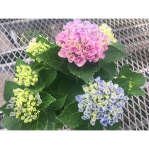 あじさい　ハイドランジア(マジカルレボリューション)6号鉢(直径18cm)× 1鉢【配送不可地域：離島・北海道・沖縄県】【1487877】