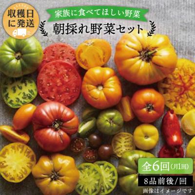 ふるさと納税 糸島市 【全6回定期便】【福岡県糸島産】朝採れ野菜セット ( 8品前後 )[AGE009]