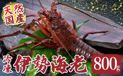 冷凍 伊勢海老 約800g 伊勢えび 産地直送 天然 国産 海鮮 新鮮 刺し身 味噌 焼き物 ギフト 贈答 えび 海老 ebi いせえび 高級食材 お歳暮 お正月 年末年始 三重県 南伊勢 伊勢 志摩