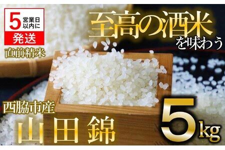 【山田錦】白米５kg（５kg×1袋）【５営業日以内に発送】