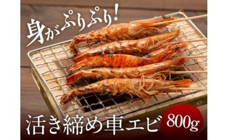 【10月1日価格改定（値上げ）予定】冷凍車エビ 800g （ 24～46匹入）- 奄美大島 鹿児島県 活き〆 急速冷凍 車海老 くるまえび 海老フライ ギフト 贈答用