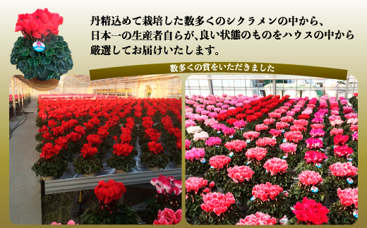 【先行受付】シクラメン 色おまかせ 5号×2鉢｜花ギフト 花苗 鉢植え【53850-011-02】