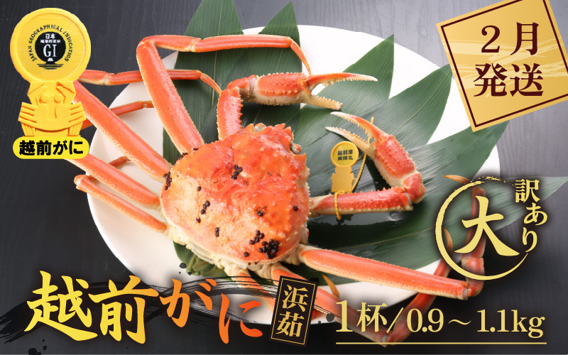 
             【訳あり】越前がに本場の越前町からお届け！ 越前がに 浜茹で 大サイズ（生で0.9～1.1kg） × 1杯【かに カニ 蟹】【福井県 越前町 雄 ズワイガニ ボイル 冷蔵 越前ガニ 越前かに 越前カニ ずわいがに ずわい蟹 かに カニ 蟹】【2月発送分】希望日指定可 備考欄に希望日をご記入ください [e43-x002_02]
          