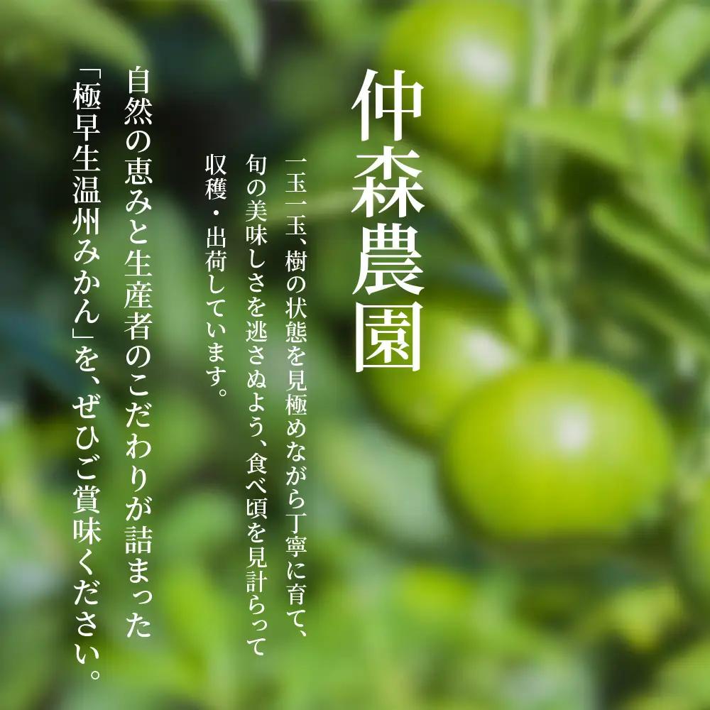 みかん 極早生温州みかん 約10kg【nkmr0018】