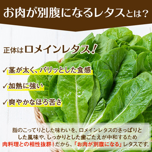 y470 お肉が別腹になるレタス 計600g (200g×3袋) 国産 九州産 鹿児島県産 湧水町産 野菜 やさい レタス ロメインレタス 焼肉 焼き肉 バーベキュー BBQ 冷しゃぶ サラダ 水耕栽