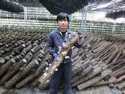 原木生しいたけ　1kg_DR02｜特大厚肉品 特選品 贈答用 農薬不使用 脱炭素 ※離島への配送不可