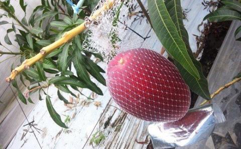 No.1186-3 完熟マンゴー（2L～3L×2個）