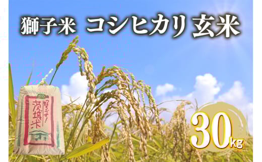 【令和7年産】獅子米 コシヒカリ 玄米 30kg 岡田ファーム コンテスト受賞米 お米 米 おこめ ブランド米 こしひかり 30キロ 国産 単一原料米 コメ こめ ご飯 銘柄米 茨城県産 茨城 産直 産地直送 農家直送 ごはん 家庭用 贈答用 お取り寄せ ギフト 茨城県 石岡市 (B02-004)