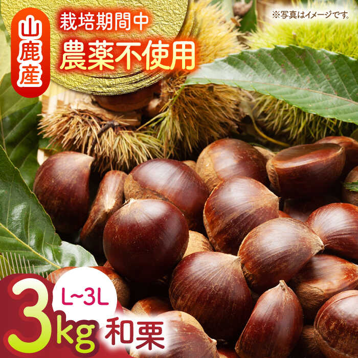 【ふるさと納税】【先行予約】 和栗 約3kg（約1kg×3袋） L〜3L 【すみれファーム】[ZEP063] 熊本 山鹿 わぐり くり 栗