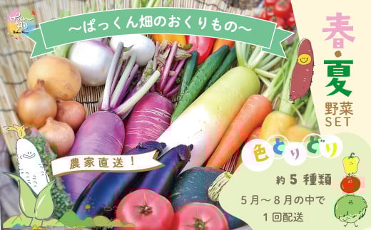 【早期受付】 春・夏 野菜セット 約5種類 とれたて 新鮮 ぱっくん畑のおくりもの 農家直送 国産 野菜 やさい 予約 高知県 高知 四万十市 四万十 しまんと 野菜便 限定 産地直送 お取り寄せ 【2026年5月～8月の間に1回配送】25-800