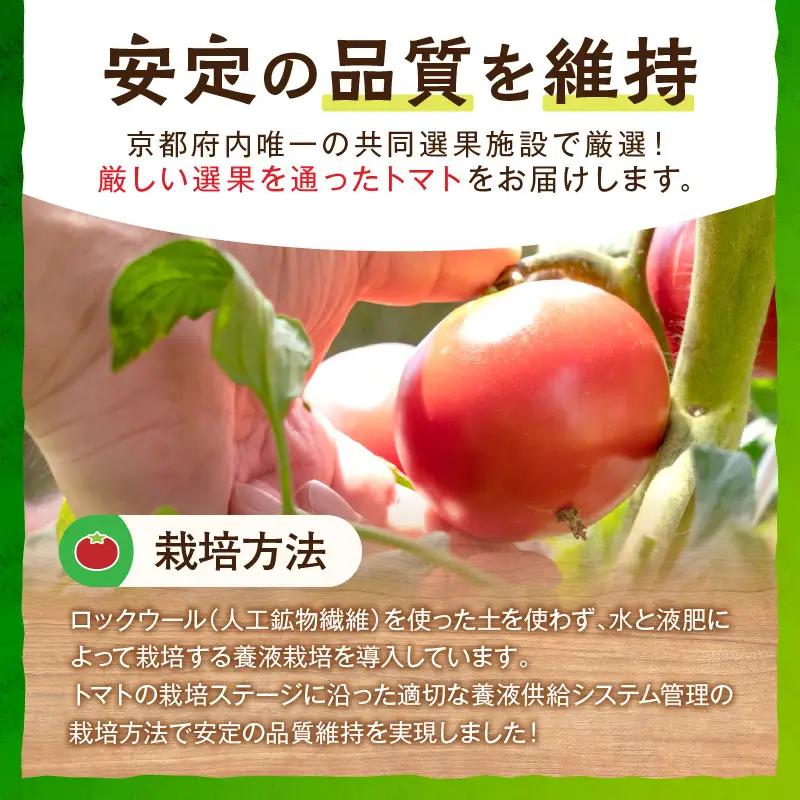 【トマト】京トマト 2kg（2026年5月中旬～発送）