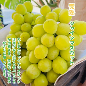 ［先行予約・2026年発送］朝採れ完熟シャインマスカットと和梨 大満足セット 約4kg