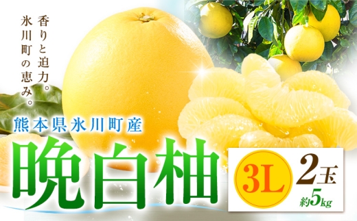 柑橘 晩白柚 3L 2玉 5kg 日本フルーツ株式会社《12月上旬-2月末頃出荷》熊本県 氷川町 ばんぺいゆ 果物 フルーツ 大玉 爽やか 甘み 酸味 香り 常温保存 柑橘類 冬 果肉 プリッ 食べ応え