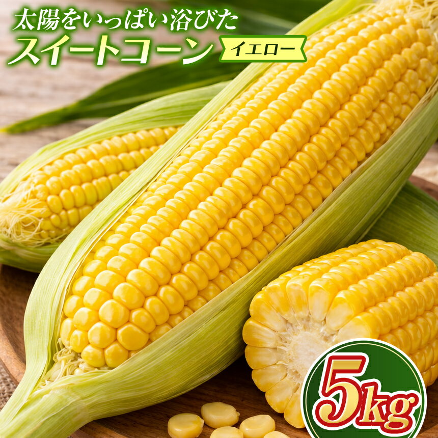 【ふるさと納税】 スイートコーン （イエロー） 5kg 【令和8年8月1日頃～31日頃発送】 とうもろこし トウモロコシ 旬 夏 甘い 瑞々しい 冷蔵 産地直送 北海道 新十津川町 野菜 やさい 新鮮 大容量 新十津川町【先行受付】