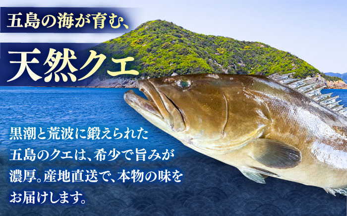 クエ鍋用クエパック500g×2 五島市/金沢鮮魚 クエ くえ 鍋 お鍋 冬 高級 贅沢 [PEP024]