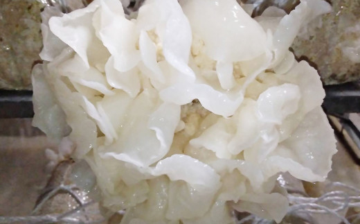 国産粉末『白い木耳』50ｇ きくらげ堂〈1-64〉きのこ 木耳 キクラゲ 粉 宮崎県西都市