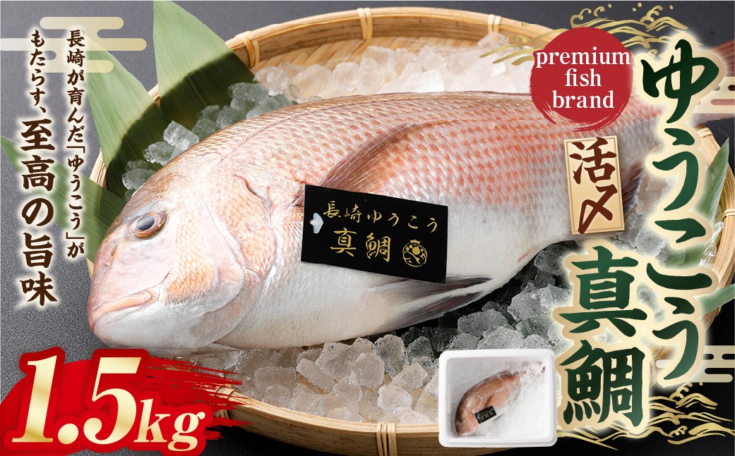 【14営業日以内発送】【premiumfishbrand】 ゆうこう真鯛 （活〆） ×1尾 （約1.5kg） 真鯛 真鯛 マダイ まだい 鯛 タイ たい ゆうこう ブランド魚 魚 海鮮 九州 長崎県 長崎市 冷蔵
