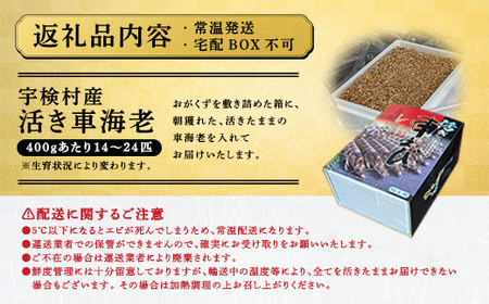 【先行予約】2月20日(金)発送希望 活き 車海老 (400g) 【期間限定】常温 活きたまま 宇検村産 車えび 魚介 エビ 海鮮 刺身 人気 くるまえび 奄美大島 宇検村 鹿児島