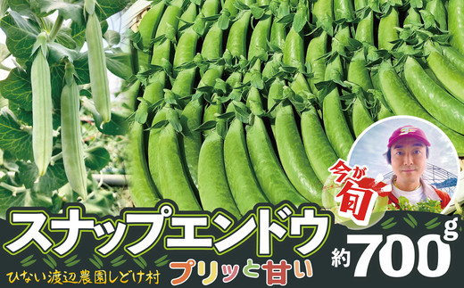 スナップエンドウ　プリッと甘い！約700g 35P3206 / 東北 秋田 大館 野菜 新鮮 農産物 農家 スナップエンドウ エンドウ豆 エンドウ えんどう えんどう えんどう豆 農家直送