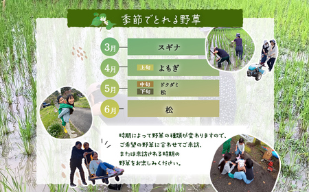 W01803 野草で遊ぼう　野草チンキと身体に優しい軽食つき ふるさと納税 野草 チンキ 体験 自然 自然体験 千葉県 大多喜町