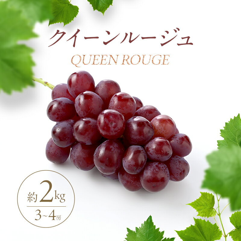【ふるさと納税】2026年産 【農家からもぎたて直送】クイーンルージュ 2kg（3～4房）駒ヶ根市 フルーツ お取り寄せ ぶどう ブドウ　お届け：2026年9月下旬～11月中旬