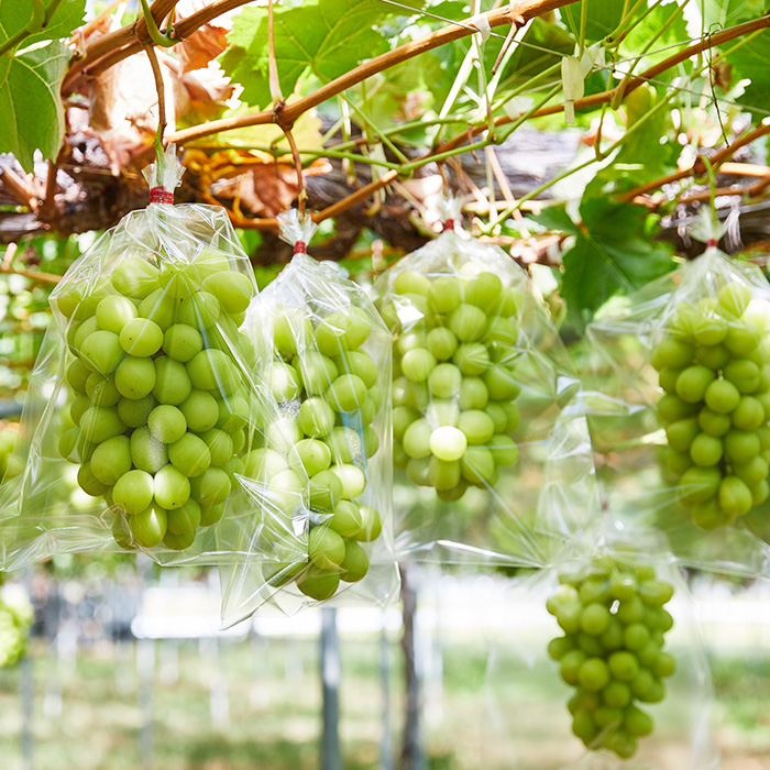 【定期便2回】人気くだものコンビ！定期便～ももとシャインマスカット～ 【令和8年産先行予約】FS25-601