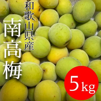 ふるさと納税 有田川町 和歌山県産　南高梅  5kg【青梅】