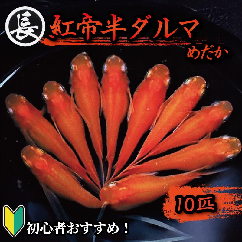 めだか　紅帝半ダルマ 10匹