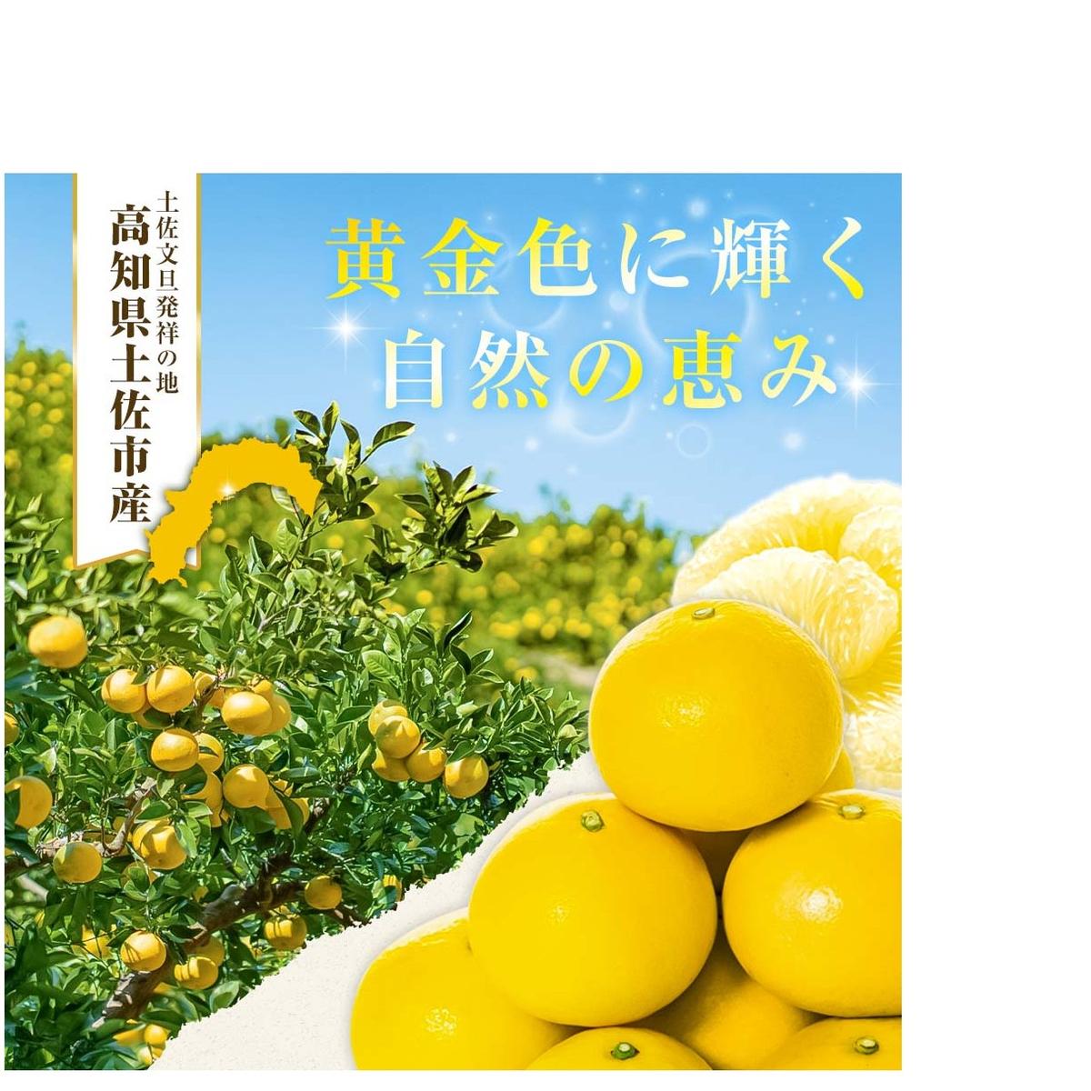 【日本ギフト大賞2024受賞】【先行予約】文旦 大玉5kg（3L～2L）2026年1月下旬より順次発送 土佐文旦 みかん 柑橘 ぶんたん ブンタン 果物 フルーツ お取り寄せ おいしい 家庭用 贈答用