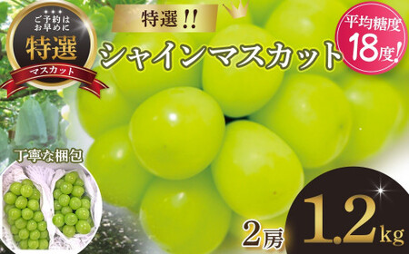 【2025年発送】 特選 シャインマスカット 2房 約1.2kg 先行予約 先行 予約 山梨県産 産地直送 フルーツ 果物 くだもの ぶどう ブドウ 葡萄 シャイン シャインマスカット 新鮮 人気 おすすめ 国産 贈答 ギフト お取り寄せ 山梨 甲斐市 AN-129