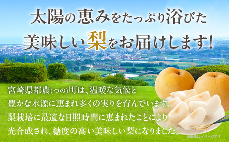 先行予約≪期間限定≫まるみ観光果樹園の『新高梨』(約4kg) なし 果物 フルーツ 天然 ミネラル栽培_T036-002