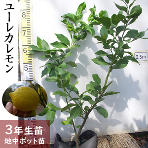 《訳あり》3年生苗◇柑橘類 レモン(檸檬)ユーレカレモン[地中ポット苗 2022年] ※2024年10月中旬頃～12月下旬頃、2025年3月中旬～4月下旬頃に順次発送予定 ※北海道・沖縄・離島への配送不可