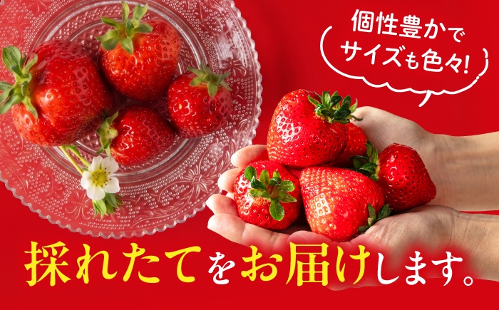 あまおう 果物 フルーツ ストロベリー グルメ パフェ ケーキ パンケーキ