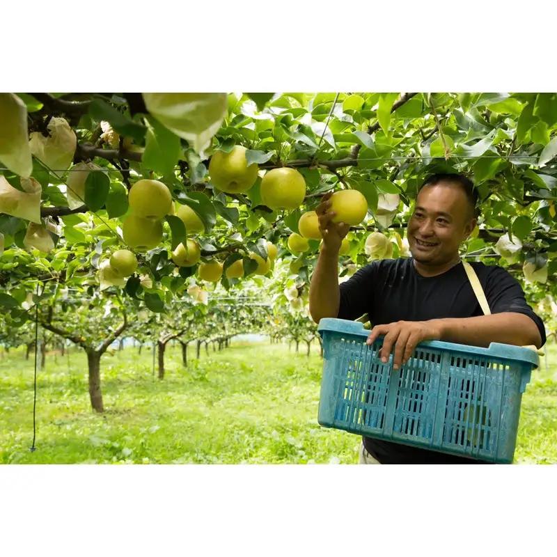 【先行予約】樹上完熟 二十世紀梨5kg｜2026年8月下旬から発送 梨